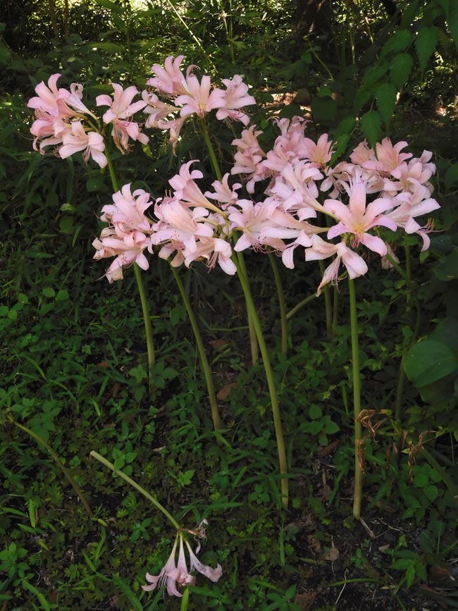 夏水仙（ナツズイセン）2024 調布市野草園 8月上旬開花 美しいピンクの