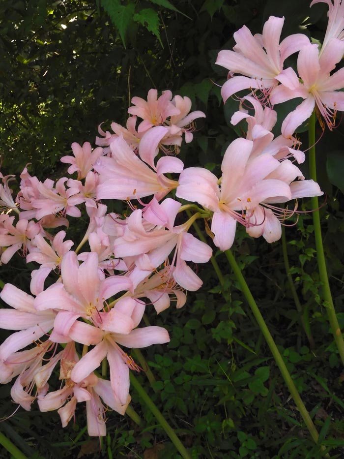 夏水仙 9/11 ナツズイセン（夏水仙） | 藤沢市長久保公園 都市緑化植物園