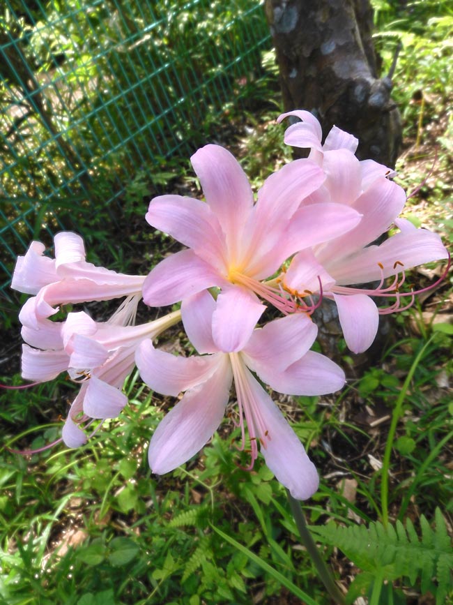 夏水仙（ナツズイセン）2024 調布市野草園 8月上旬開花 美しいピンクの