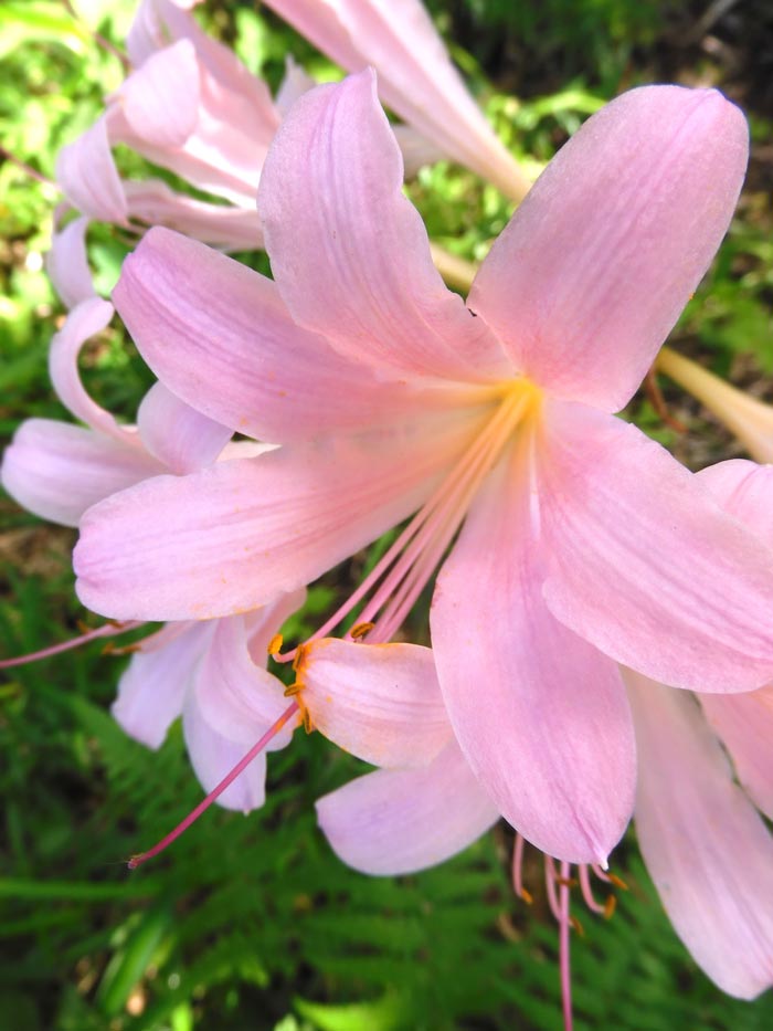 夏水仙 9/11 ナツズイセン（夏水仙） | 藤沢市長久保公園 都市緑化植物園