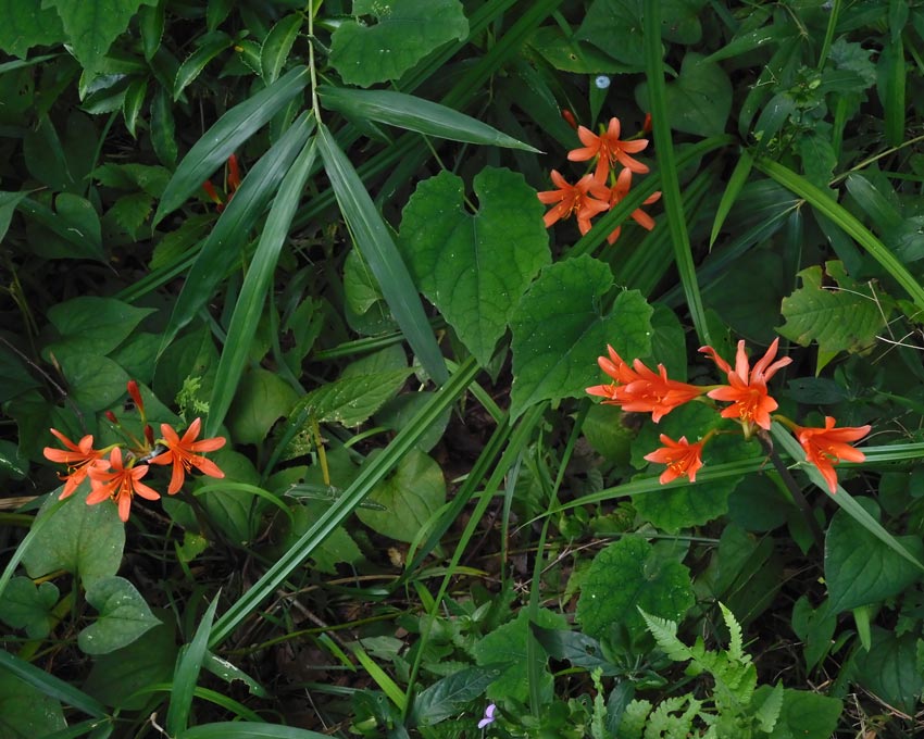 狐の剃刀(キツネノカミソリ)2024 調布市野草園 8月上旬開花 狐の剃刀(キツネノカミソリ)2024 調布市野草園 8月上旬開花