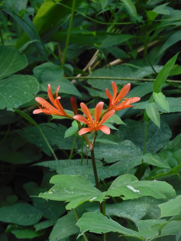 美麗！熊本産キツネノカミソリ・酔白花「卑弥狐」球根1球鉢植え、リコリス、彼岸花科 美麗！熊本産キツネノカミソリ・酔白花「卑弥狐」球根1球鉢植え