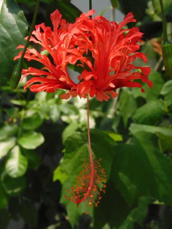 フウリンブッソウゲ ハイビスカス原種 原種ハイビスカス・フウリンブッソウゲ| 種・苗・ガーデニング