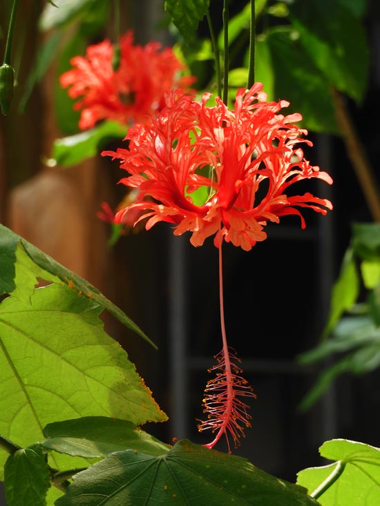 原種ハイビスカス「 フウリンブッソウゲ 」6-45