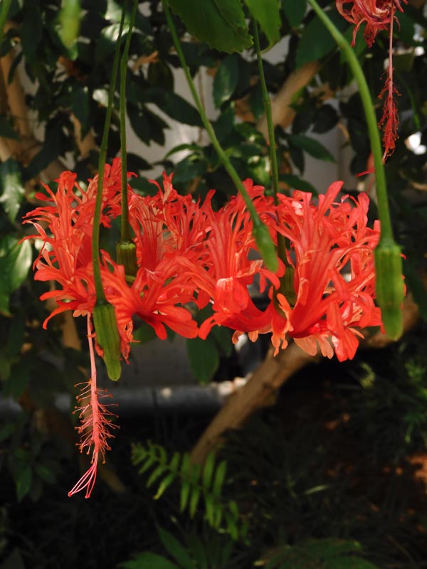 フウリンブッソウゲ（風鈴仏桑花） 2024.8月下旬＋蔵出し6〜9月開花