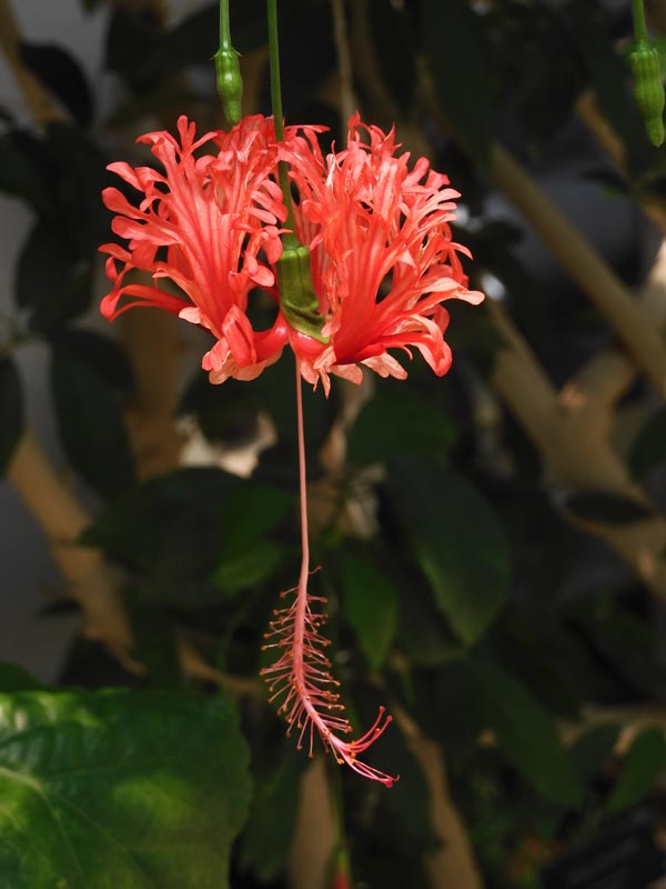 フウリンブッソウゲ（風鈴仏桑花） 2024.8月下旬＋蔵出し6〜9月開花