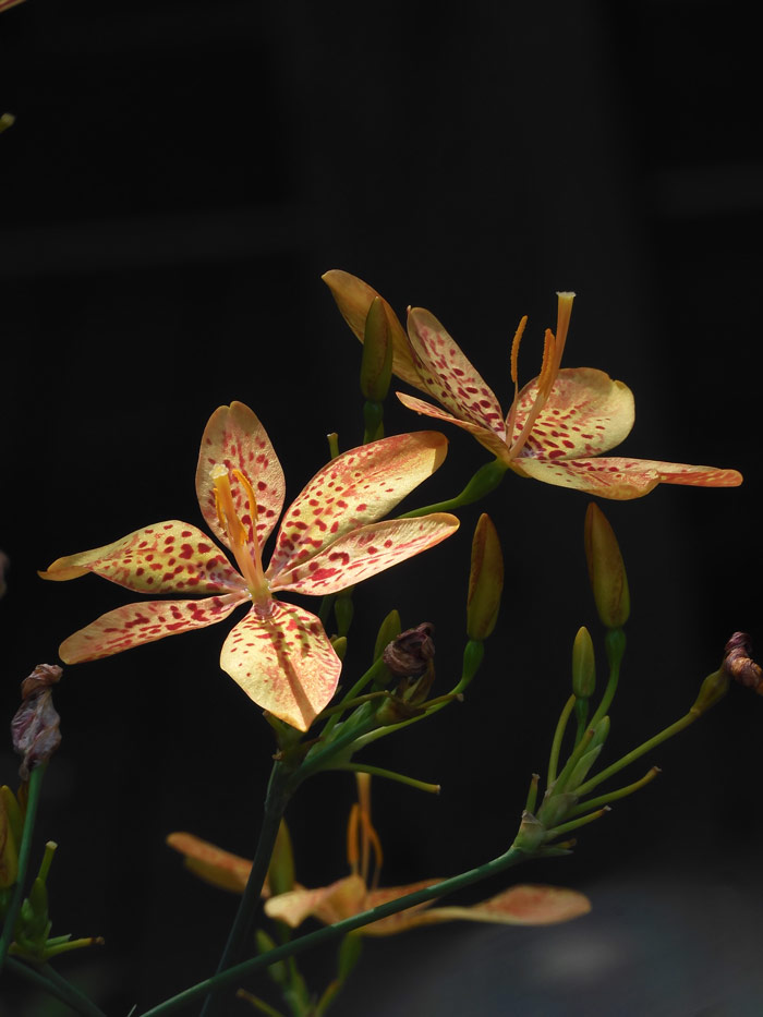 ヒオウギ（檜扇）〈牧野記念庭園〉〈調布市野草園〉〈石神井公園・野草