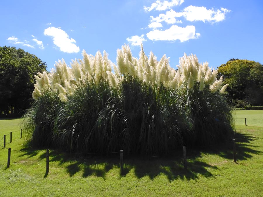 パンパスグラス 2024 輝く花穂が美しい９月の白銀葭と紫白銀葭〈神代植物公園のお化けススキ〉 | K U R A D A S H I