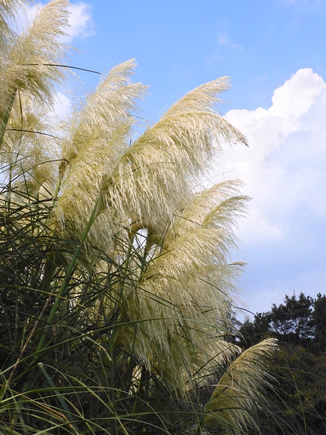 パンパスグラス 2024 輝く花穂が美しい9月の白銀葭と紫白銀葭〈神代