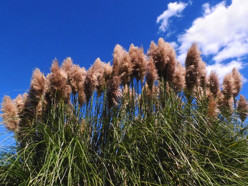 パンパスグラス 2024 輝く花穂が美しい9月の白銀葭と紫白銀葭〈神代