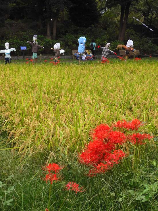 第2回 郷土の森 曼珠沙華まつり〈1〉水路の白花曼珠沙華、稲田の彼岸花
