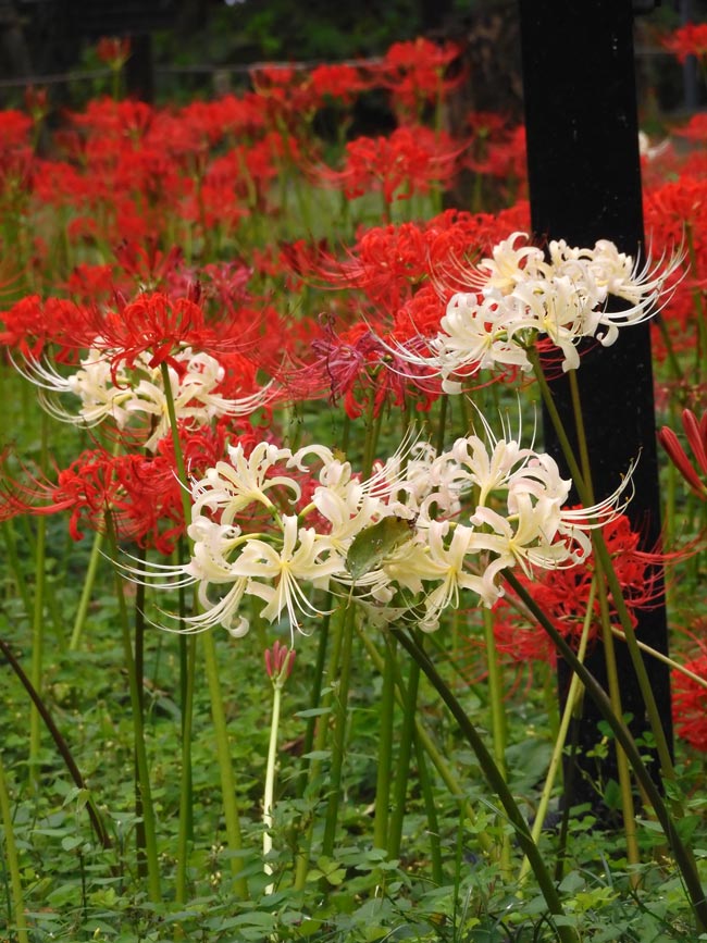 彼岸花　2024WS公認球２個セット 第2回 郷土の森 曼珠沙華まつり〈3〉平右衛門広場の紅白彼岸花と萩