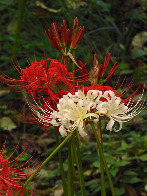 彼岸花　2024WS公認球２個セット 楽天市場】2023年10月開花 彼岸花 鉢植え リコリス 曼珠沙華 多年草