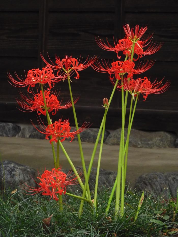 赤い彼岸花 曼珠沙華 球根植物 泣か 3球根