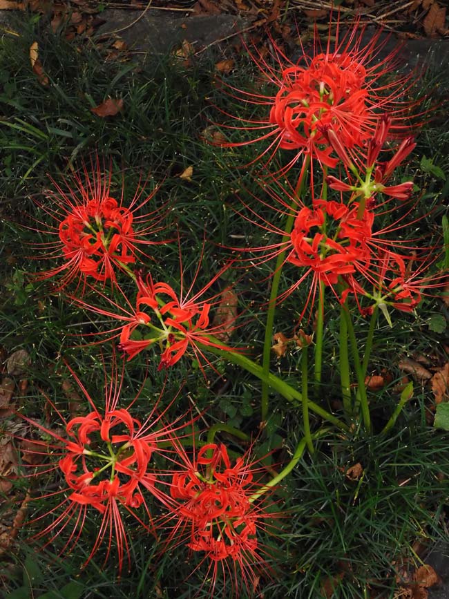 第2回 郷土の森 曼珠沙華まつり〈4〉里山の自然を感じつつ水の
