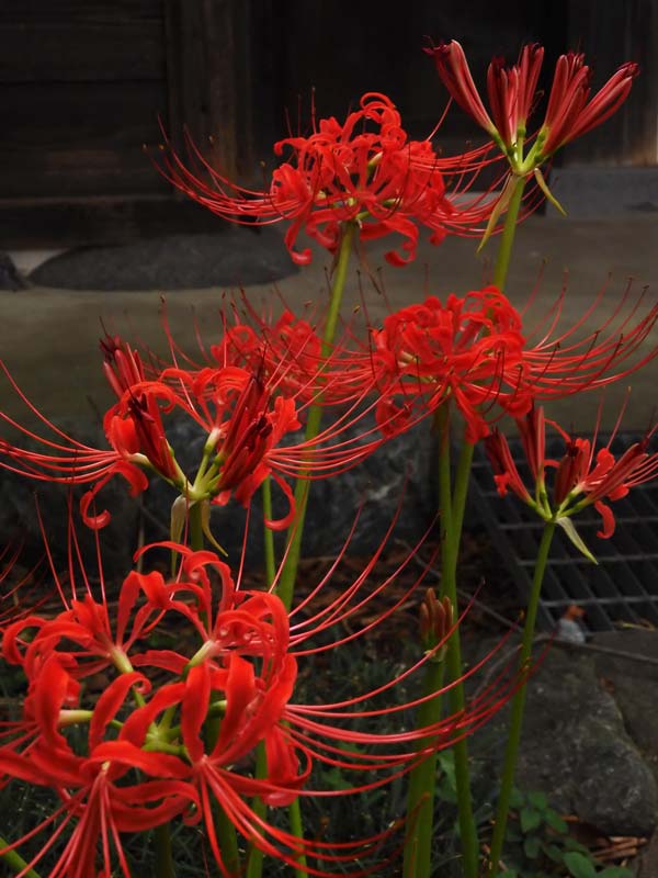 第2回 郷土の森 曼珠沙華まつり〈4〉里山の自然を感じつつ水の流れと