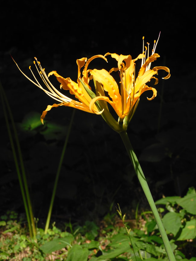 カネの花 Amazon.co.jp: サカタのタネ 実咲花7144 金せん花 切り花用さな