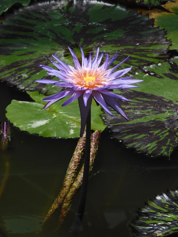 熱帯睡蓮 no.37「フォックス・ファイヤー」〈神代植物公園 大
