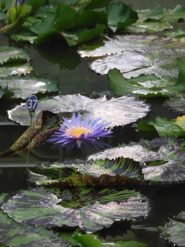 熱帯睡蓮 no.37「フォックス・ファイヤー」〈神代植物公園 大温室 熱帯