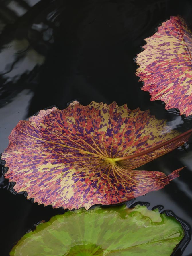 熱帯睡蓮 no.37「フォックス・ファイヤー」〈神代植物公園 大温室 熱帯