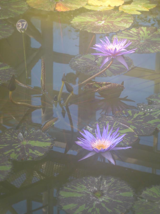 熱帯睡蓮 no.37「フォックス・ファイヤー」〈神代植物公園 大温室 熱帯