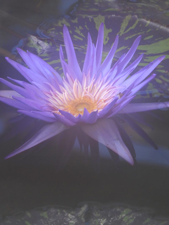 熱帯睡蓮 no.37「フォックス・ファイヤー」〈神代植物公園 大温室 熱帯