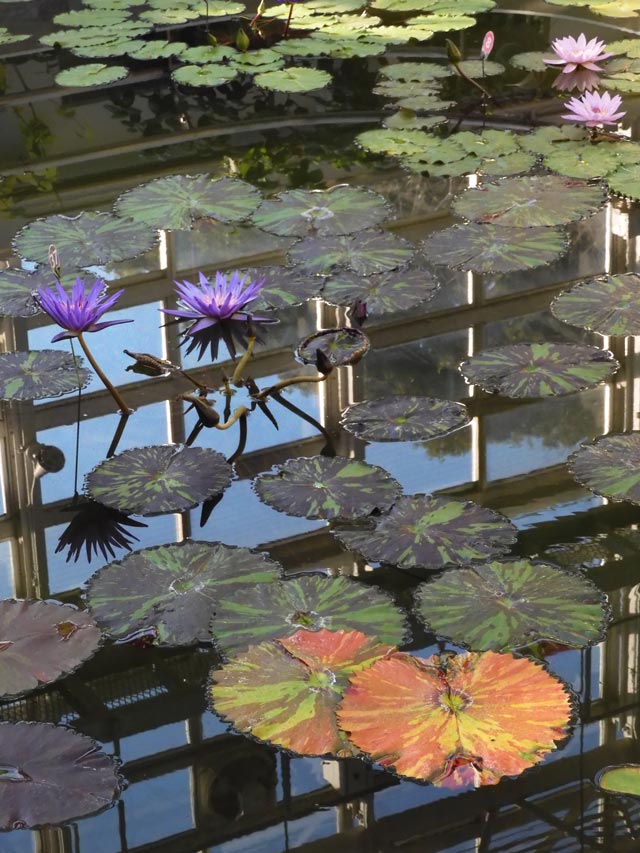 熱帯睡蓮 no.37「フォックス・ファイヤー」〈神代植物公園 大温室 熱帯