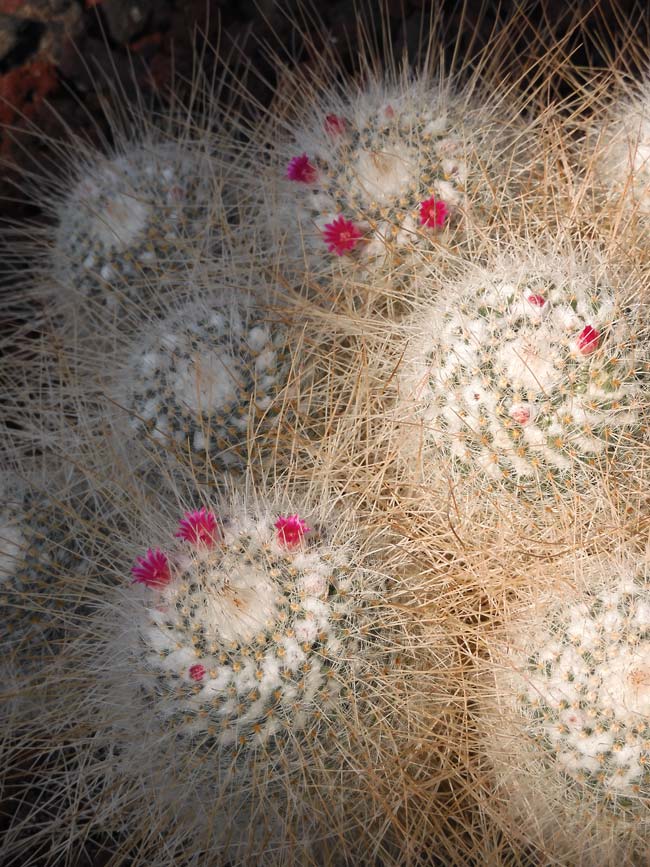 サボテンの花 長刺白珠丸（ナガトゲハクジュマル） 神代植物公園 大