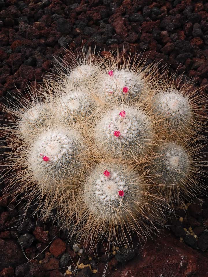 サボテンの花 長刺白珠丸（ナガトゲハクジュマル） 神代植物公園 大