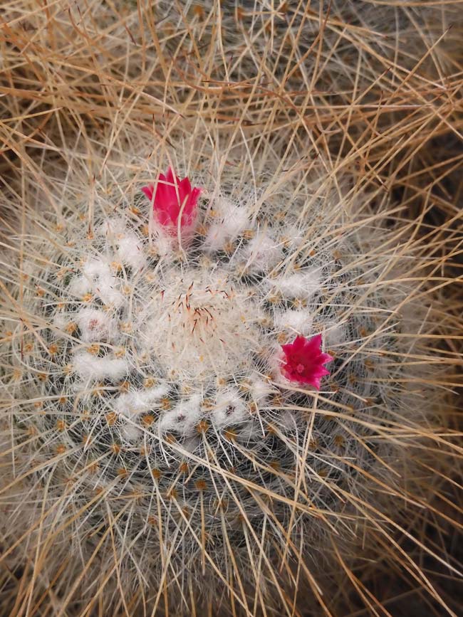 サボテンの花 長刺白珠丸（ナガトゲハクジュマル） 神代植物公園 大