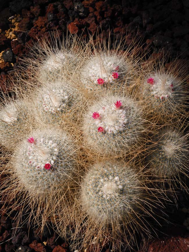 サボテンの花 長刺白珠丸（ナガトゲハクジュマル） 神代植物公園 大