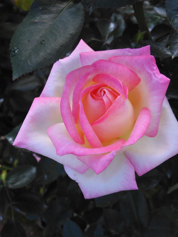 秋バラ 2024 神代植物公園「秋のバラフェスタ」〈1〉10月下旬 見頃