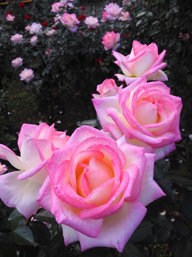 秋バラ 2024 神代植物公園「秋のバラフェスタ」〈1〉10月下旬 見頃