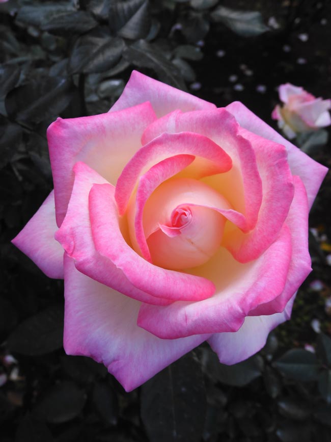 秋薔薇　ページ 秋バラ 2024 神代植物公園「秋のバラフェスタ」〈1〉10月下旬 見頃