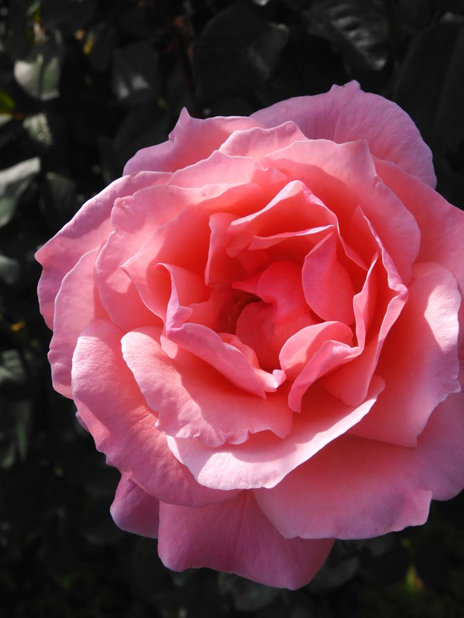 秋バラ 2024 神代植物公園「秋のバラフェスタ」〈1〉10月下旬 見頃