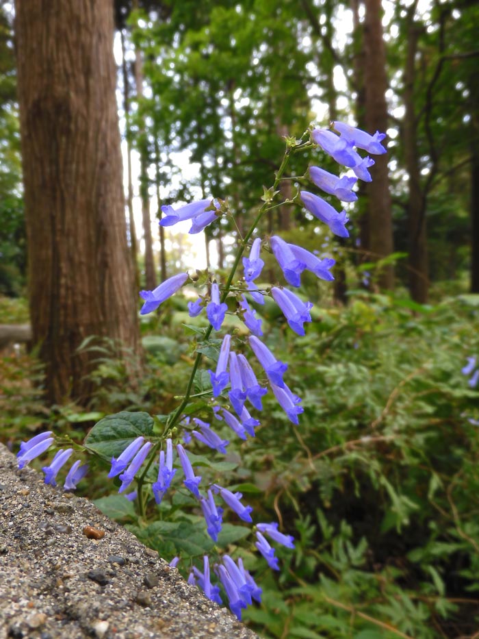 山野草　希少青花　カリアンテマム　ファレリ 山野草 希少青花 カリアンテマム ファレリ