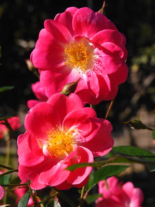 秋バラ 2024 神代植物公園「秋のバラフェスタ」〈3〉国際ばら