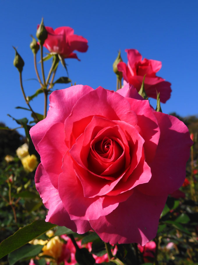 秋バラ 2024 神代植物公園「秋のバラフェスタ」〈3〉国際ばら