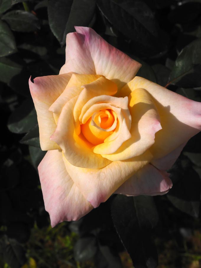 秋バラ 2024 神代植物公園「秋のバラフェスタ」〈3〉国際ばら