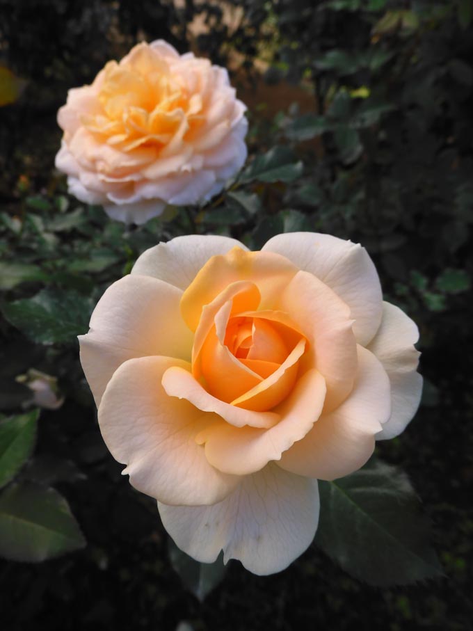 秋バラ 2024 神代植物公園「秋のバラフェスタ」〈3〉国際ばら