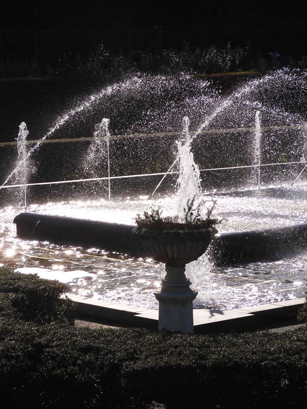 秋バラ 2024 神代植物公園「秋のバラフェスタ」〈5〉輝く大噴水と薔薇