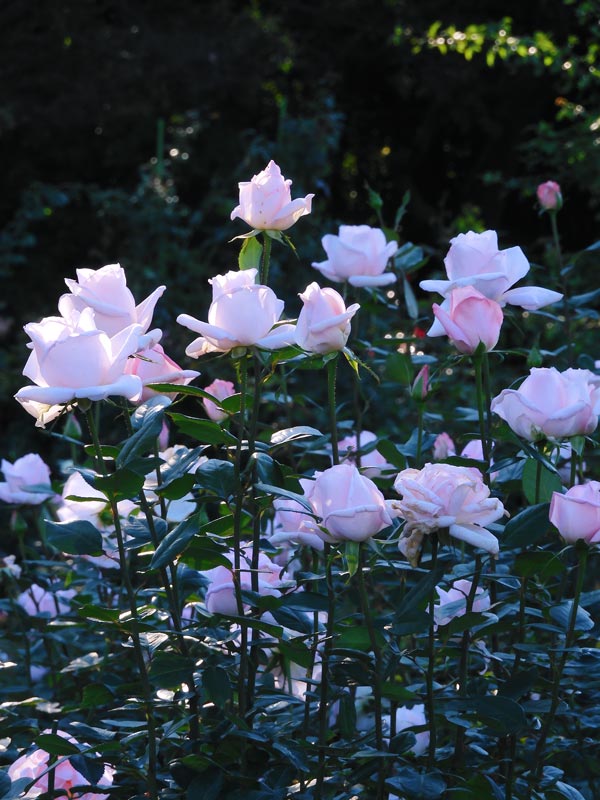 秋バラ 2024 神代植物公園「秋のバラフェスタ」〈5〉輝く大噴水と薔薇