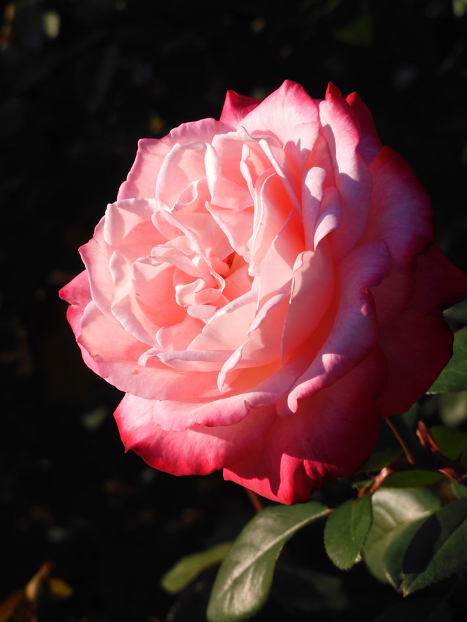 秋バラ 2024 神代植物公園「秋のバラフェスタ」〈6〉薔薇の美と夕陽