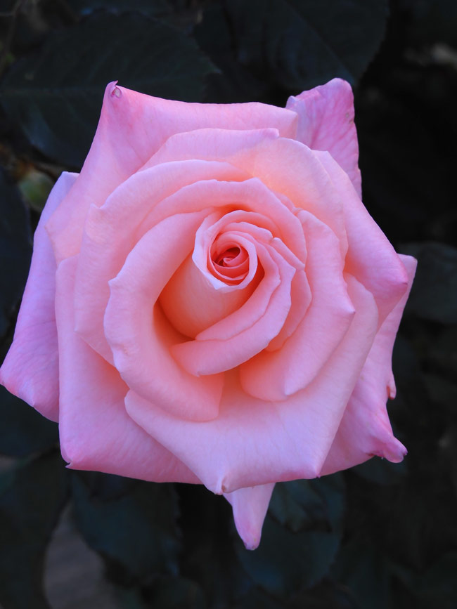 秋バラ 2024 神代植物公園「秋のバラフェスタ」〈6〉薔薇の美と夕陽