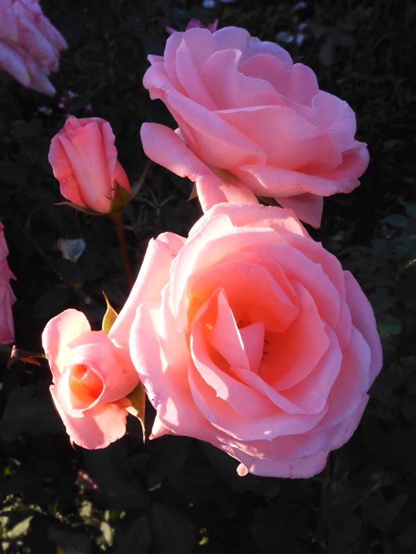 秋バラ 2024 神代植物公園「秋のバラフェスタ」〈6〉薔薇の美と夕陽