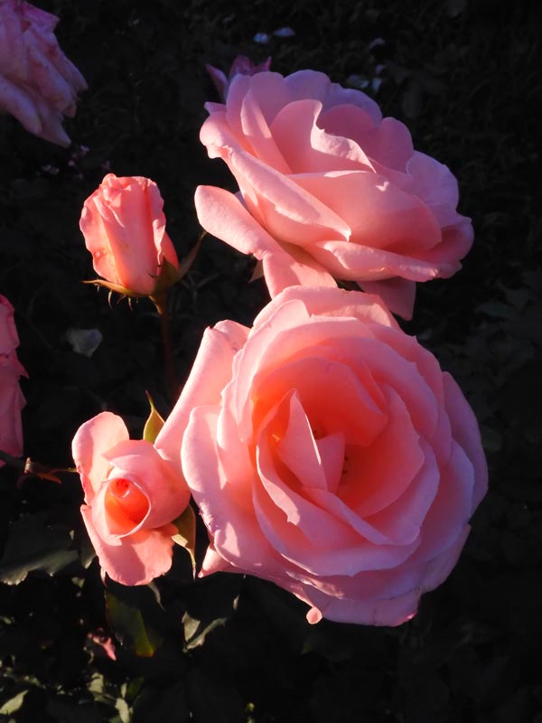 秋バラ 2024 神代植物公園「秋のバラフェスタ」〈6〉薔薇の美と夕陽