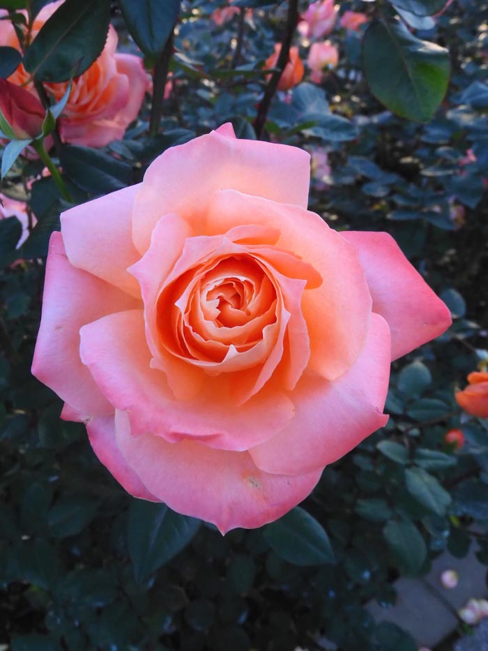 秋バラ 2024 神代植物公園「秋のバラフェスタ」〈6〉薔薇の美と夕陽