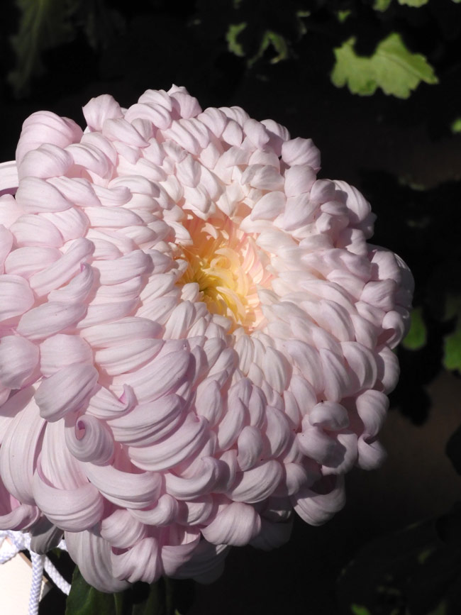 新宿御苑 菊花壇展 2024【大菊花壇】美しい大菊！今夏の酷暑を乗り越え