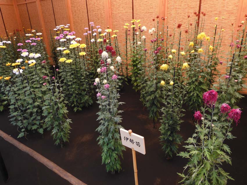 新宿御苑 菊花壇展 2024【懸崖作り花壇】【伊勢菊、丁子菊、嵯峨菊花壇】【大作り花壇】 | K U R A D A S H I