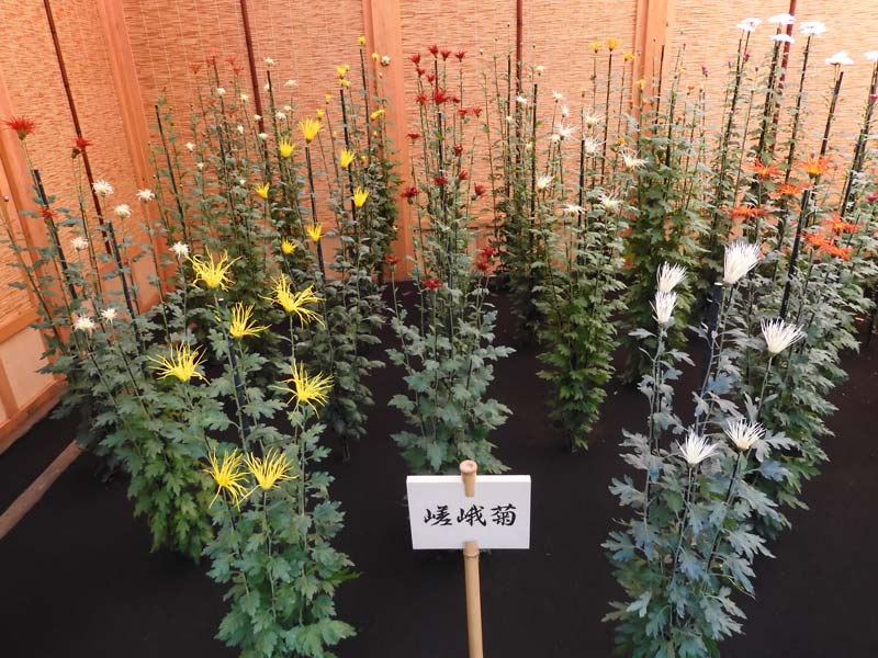 新宿御苑 菊花壇展 2024【懸崖作り花壇】【伊勢菊、丁子菊、嵯峨菊花壇】【大作り花壇】 | K U R A D A S H I